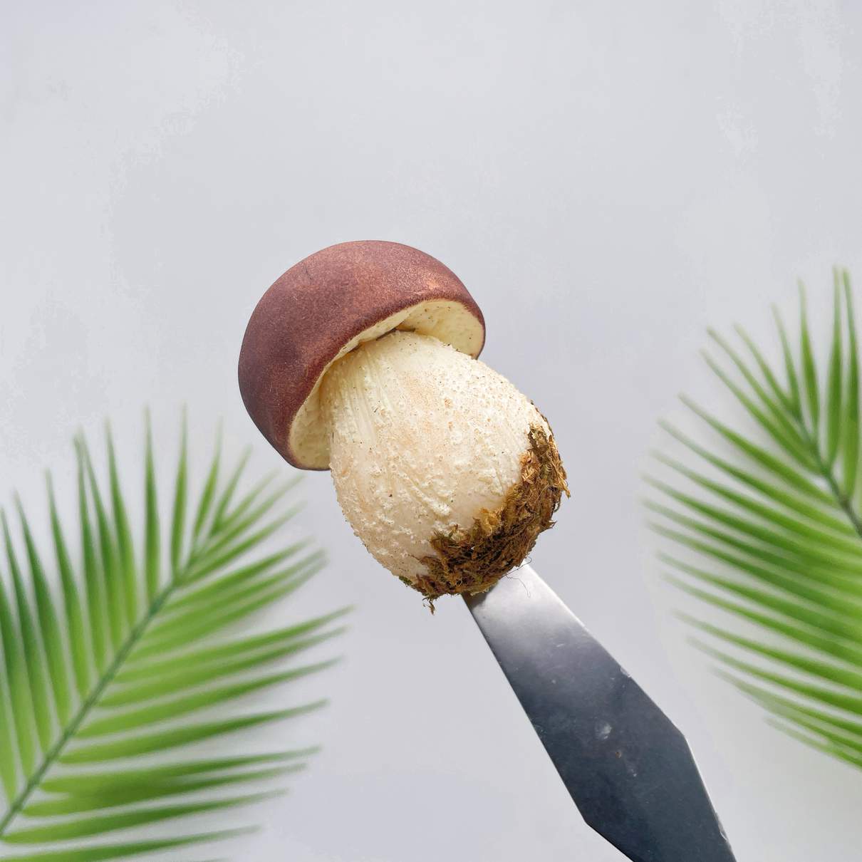 Realistic Brown Bolete Mushroom