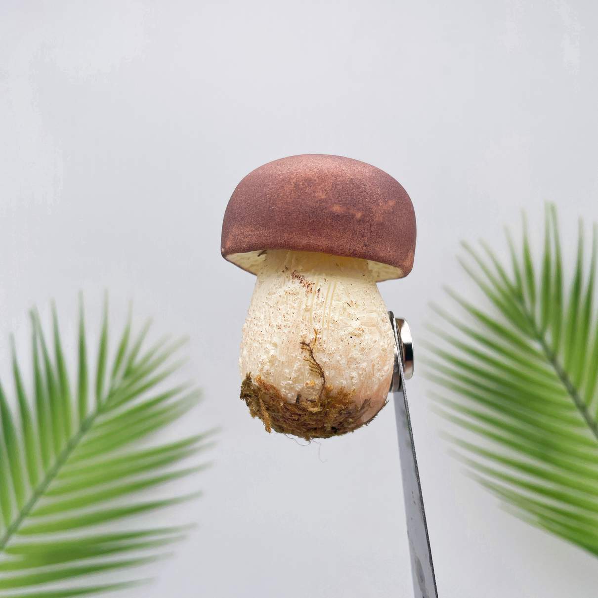 Realistic Brown Bolete Mushroom