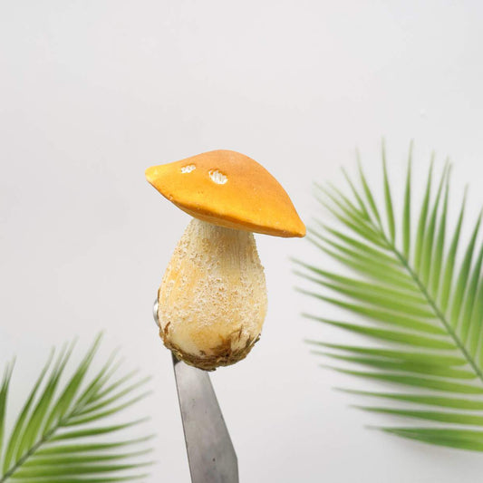 Realistic Yellow Bolete Mushroom