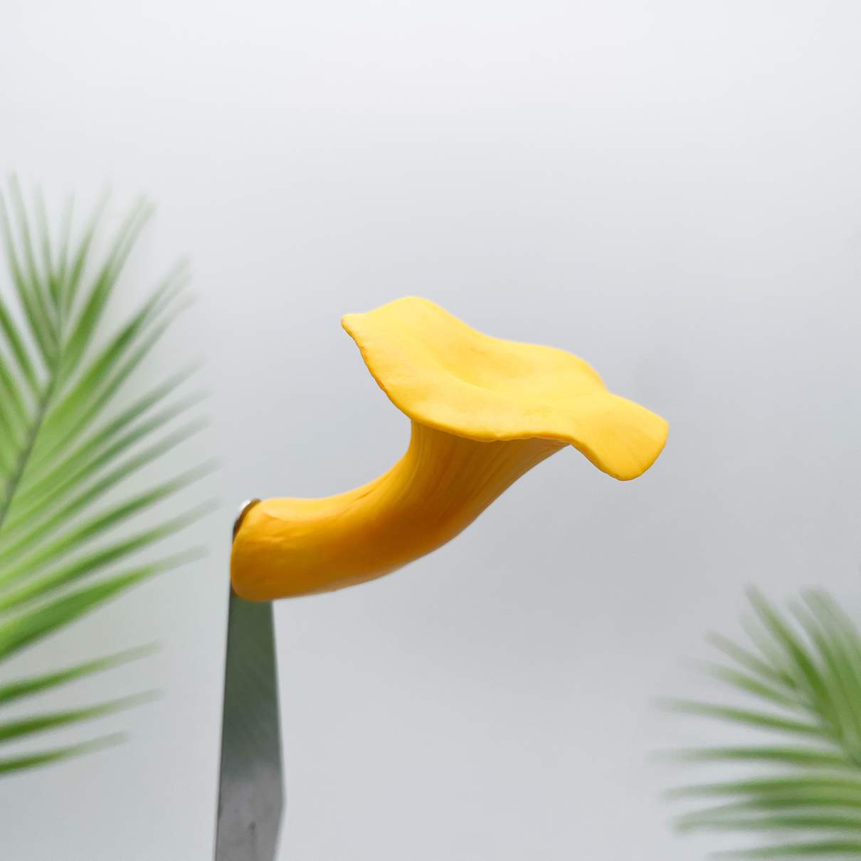 Realistic Chanterelles  Mushroom