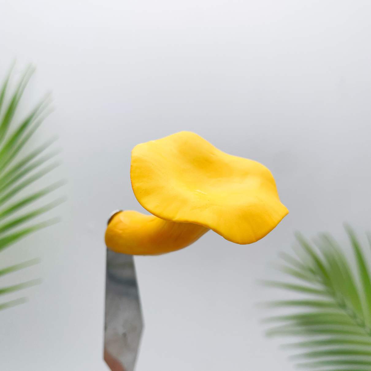 Realistic Chanterelles  Mushroom