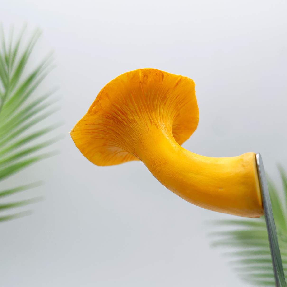 Realistic Chanterelles  Mushroom