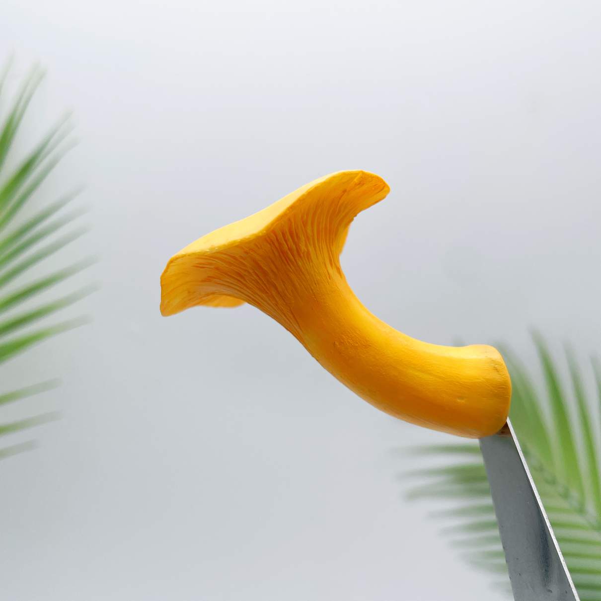 Realistic Chanterelles  Mushroom