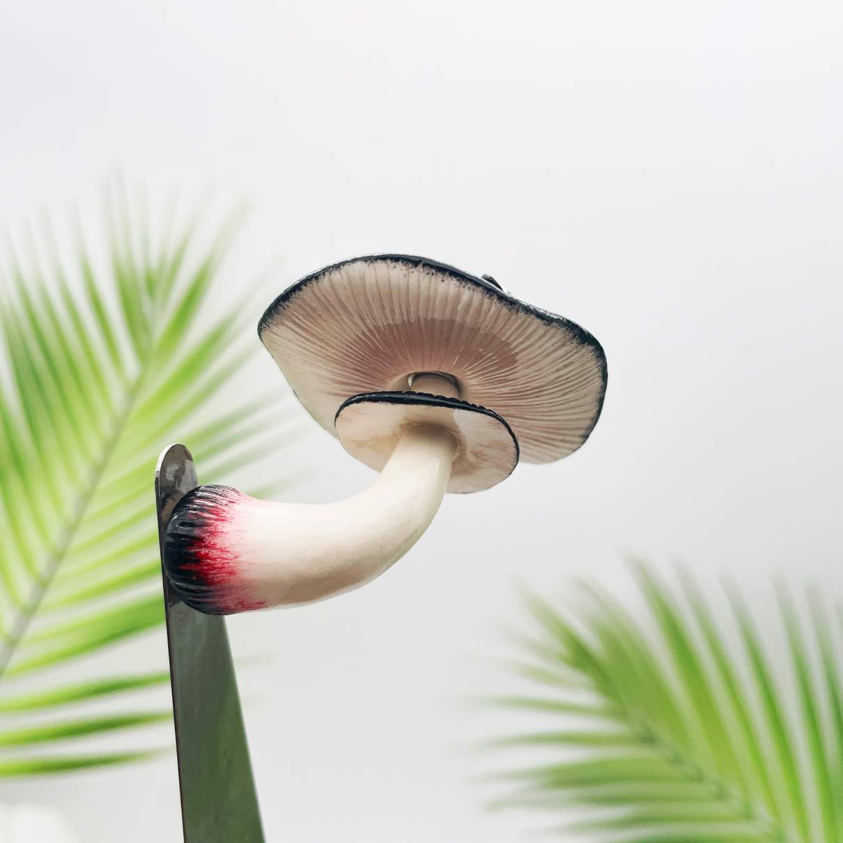 Dusky Bloom Witchcap Mushroom