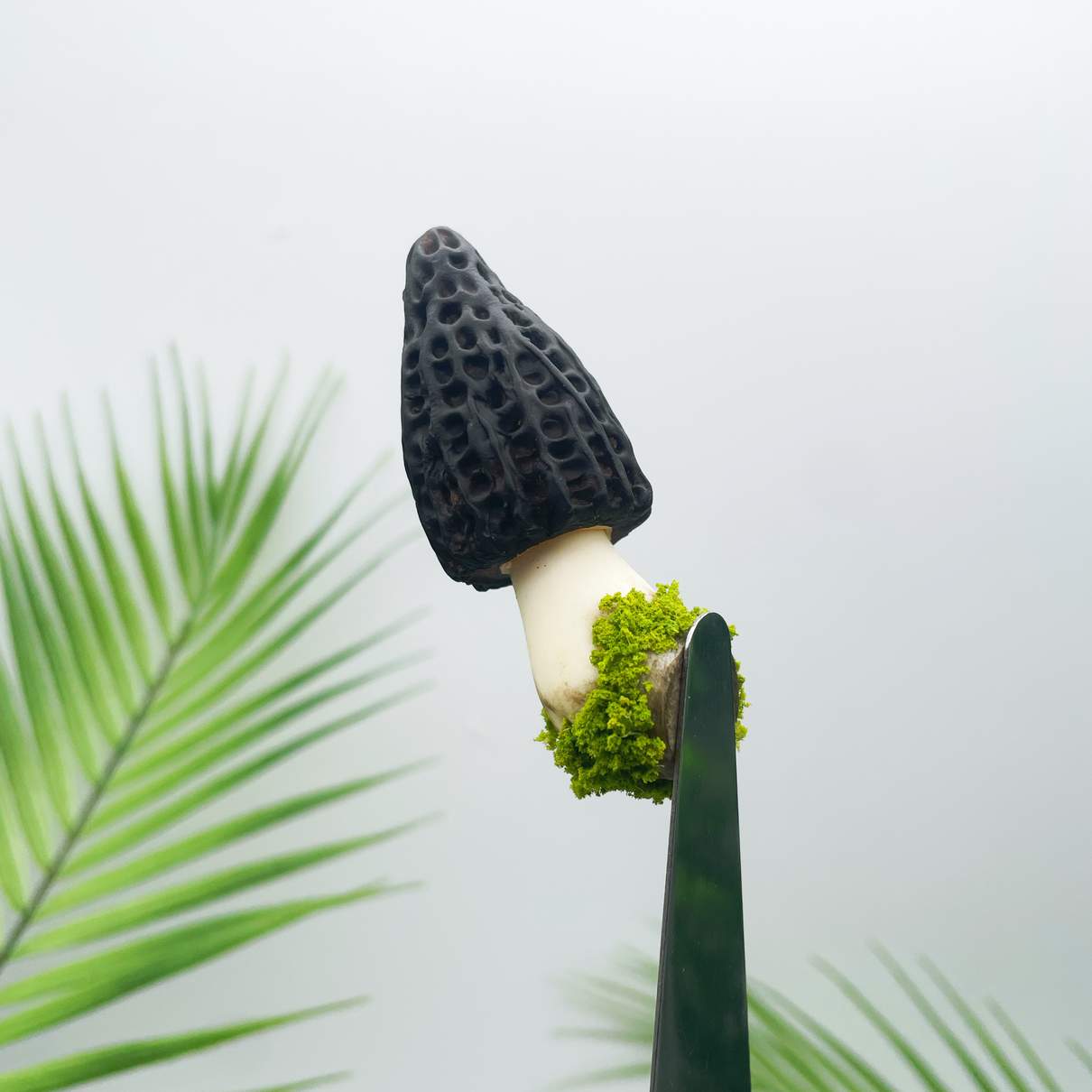 Morel Mushroom