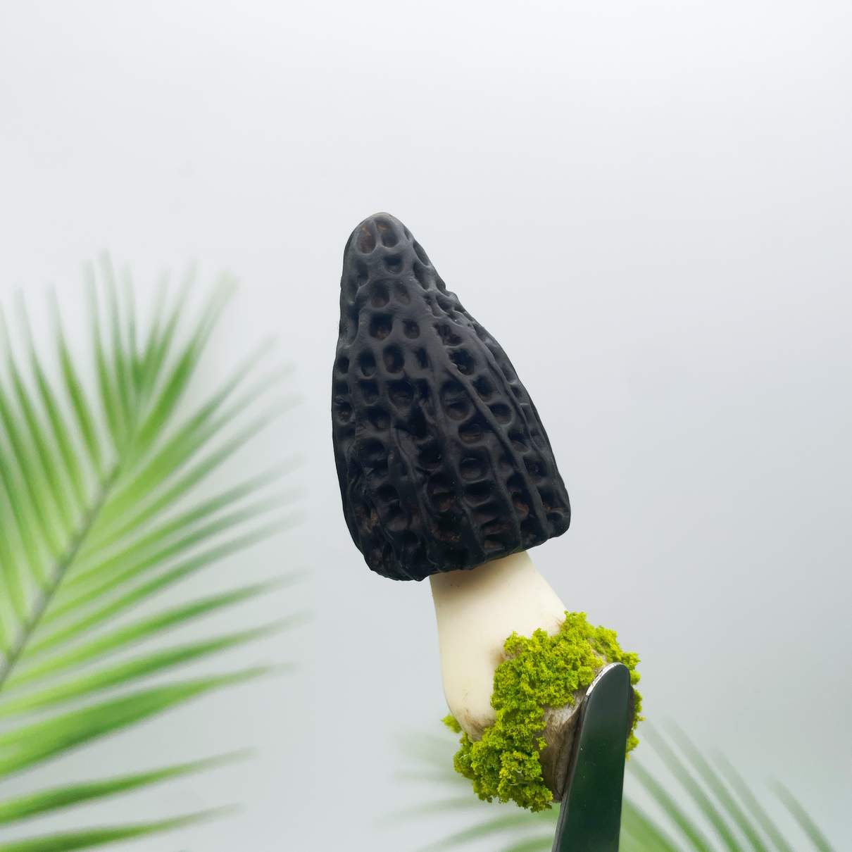 Morel Mushroom