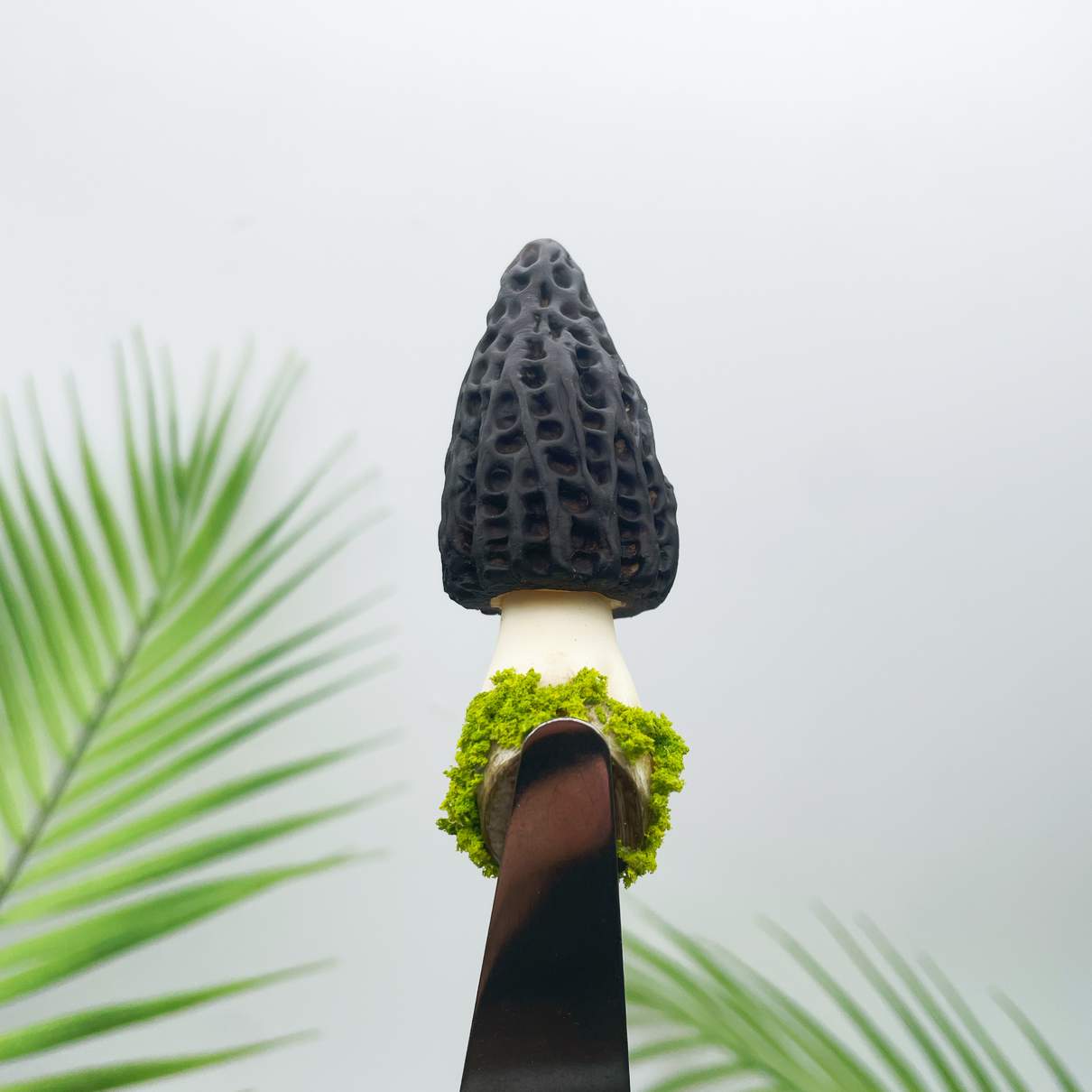 Morel Mushroom