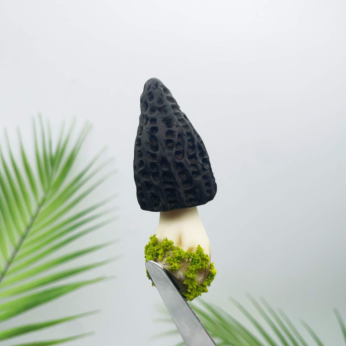 Morel Mushroom