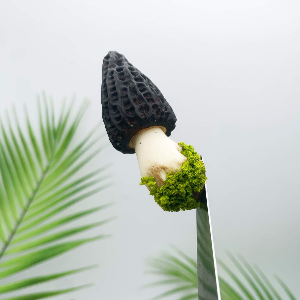Morel Mushroom