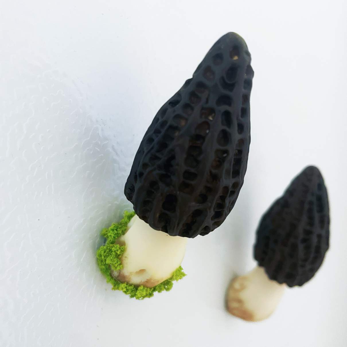 Morel Mushroom