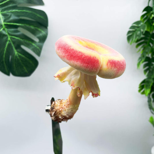 Velvet Gradient Donut mushroom