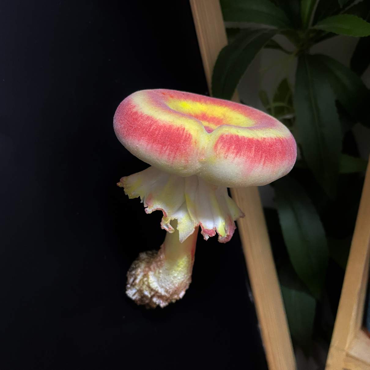 Velvet Gradient Donut mushroom