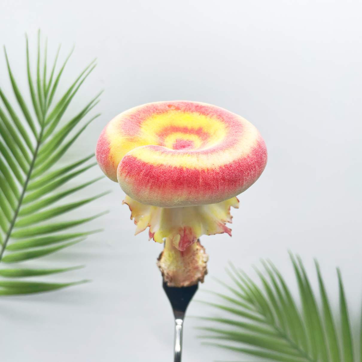 Velvet Gradient Donut mushroom