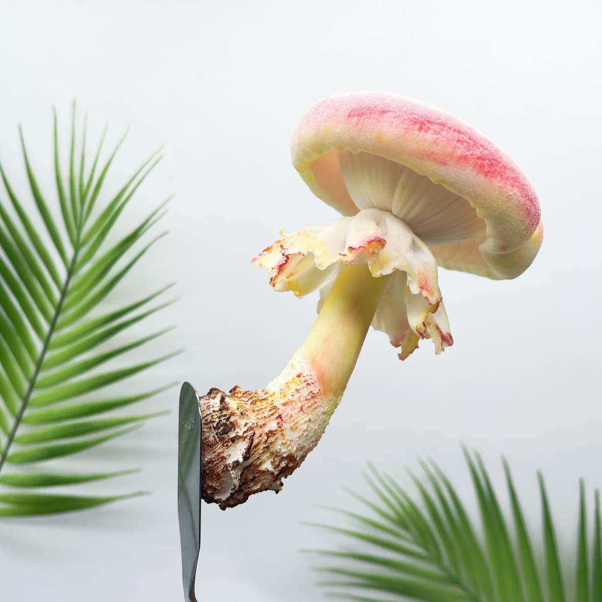 Velvet Gradient Donut mushroom