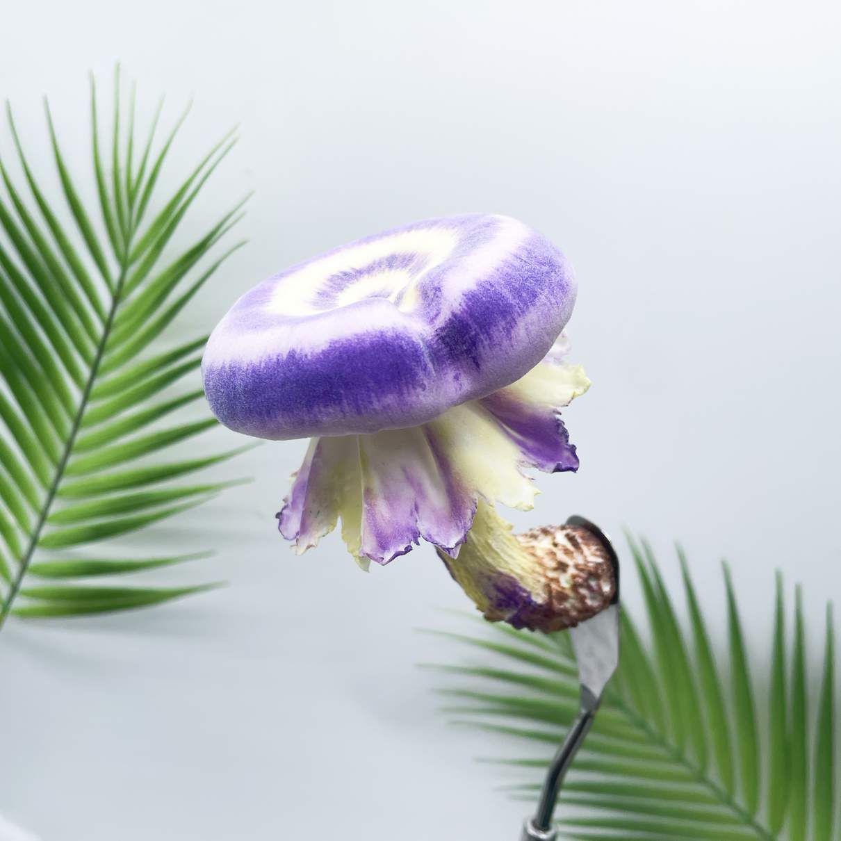 Velvet Gradient Donut mushroom