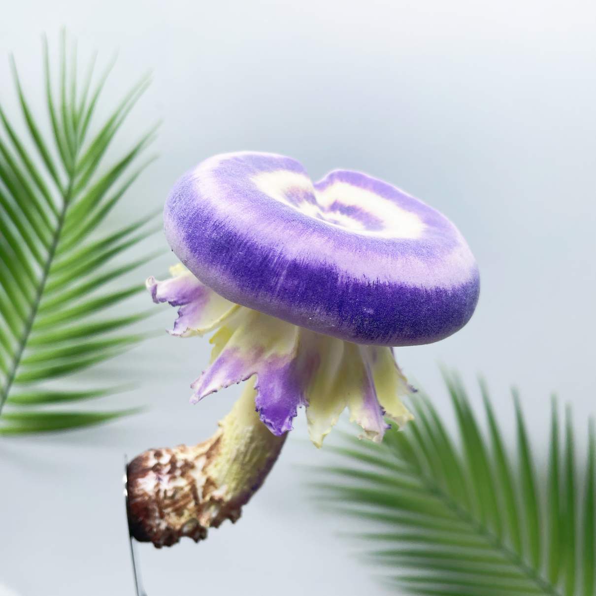 Velvet Gradient Donut mushroom
