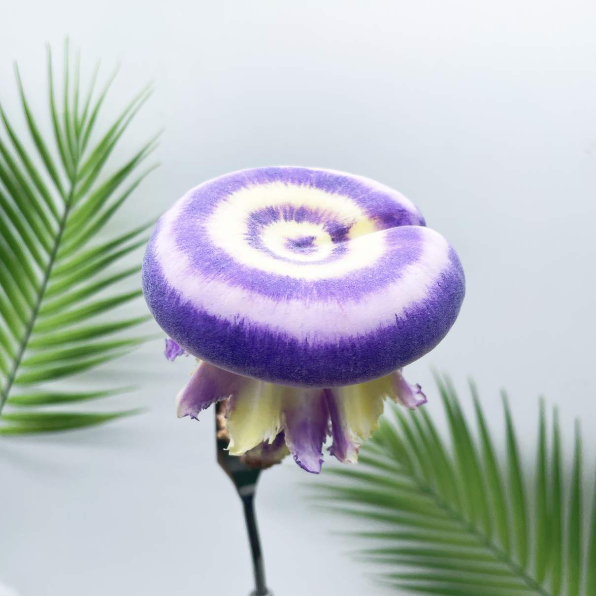 Velvet Gradient Donut mushroom