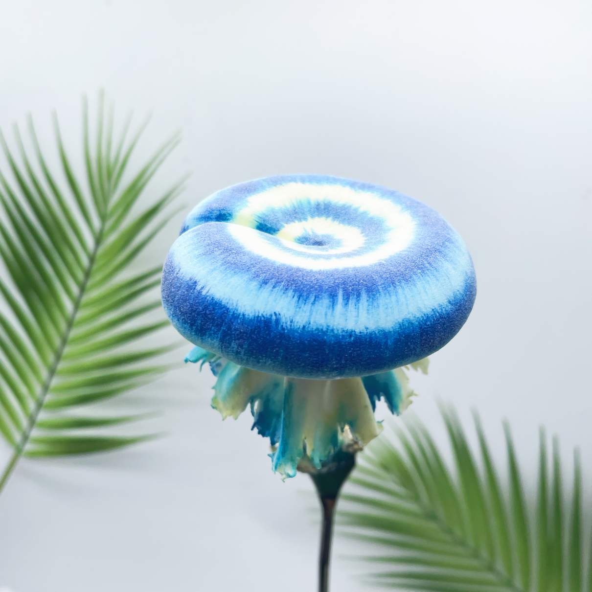 Velvet Gradient Donut mushroom