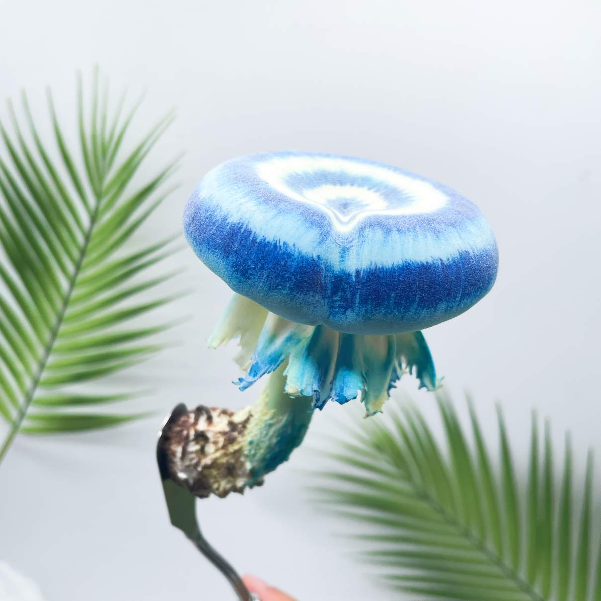Velvet Gradient Donut mushroom