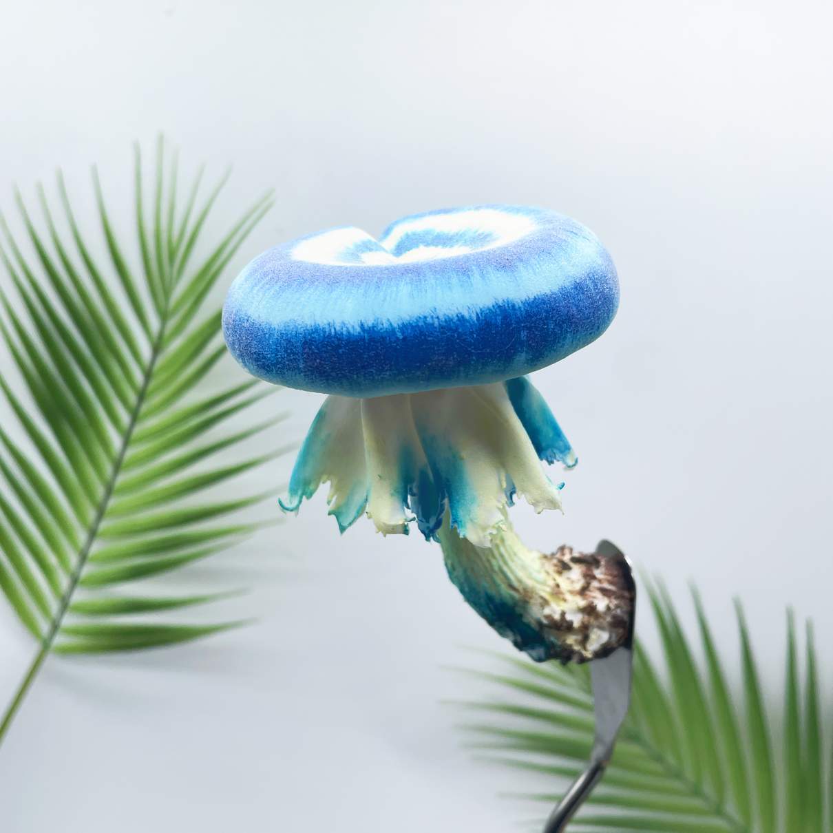 Velvet Gradient Donut mushroom