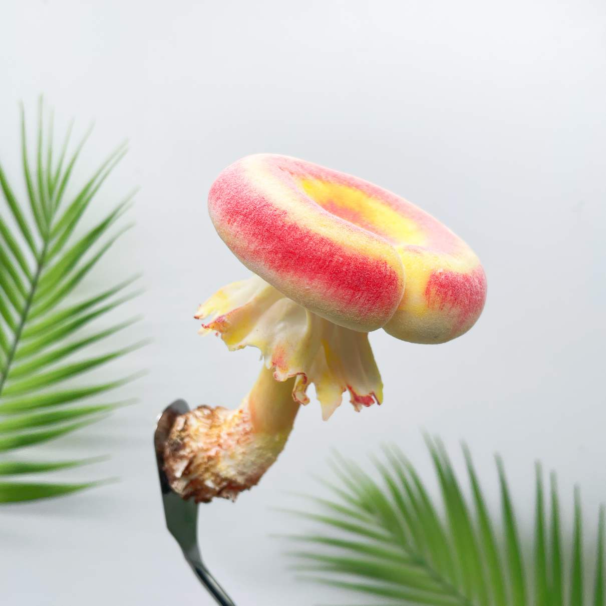Velvet Gradient Donut mushroom