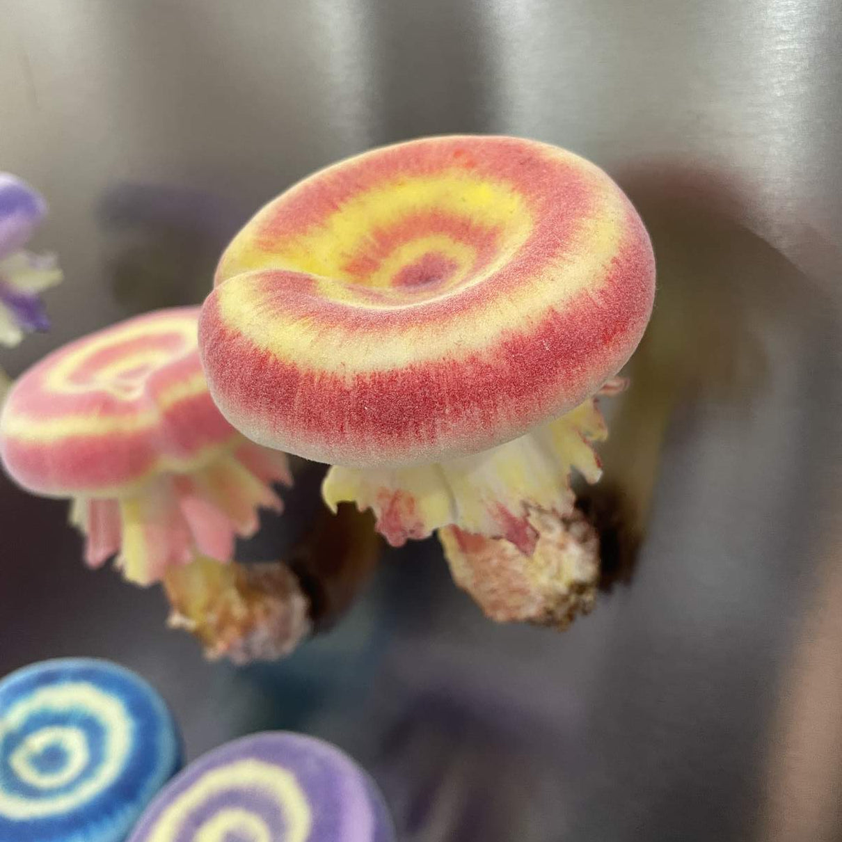 Velvet Gradient Donut mushroom
