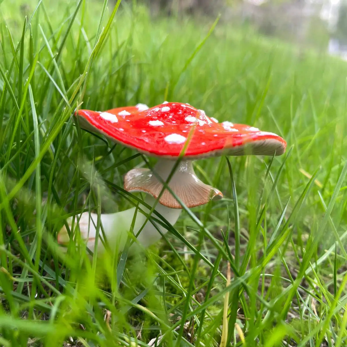 Froggy Cowboy Hat Mushroom