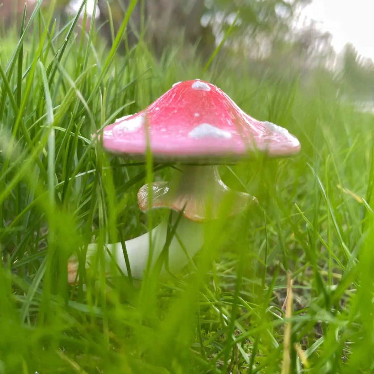 Pink Love Mushroom
